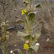 heterotheca grandiflora